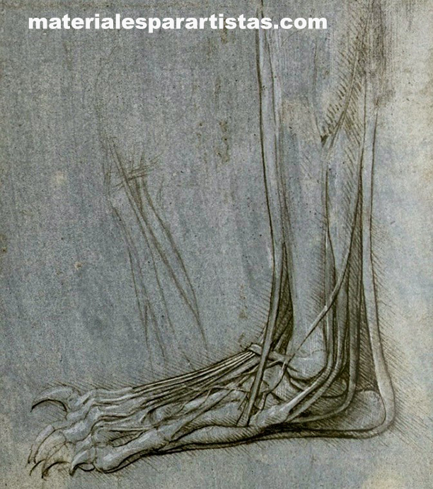 pata de oso leonardo da Vinci